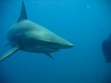 Sudafrica Sara - 23